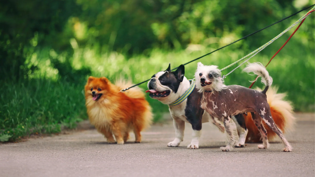 The Ultimate Guide to Los Angeles Dog Parks