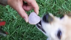 BLUEBERRY BURST "FRESH-KEEPER™ BUNDLE"